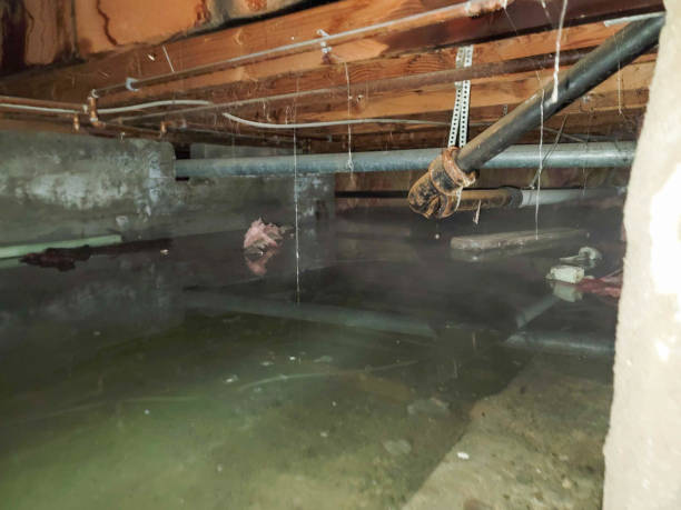 Best Basement water damage restoration  in Kingstown, MD